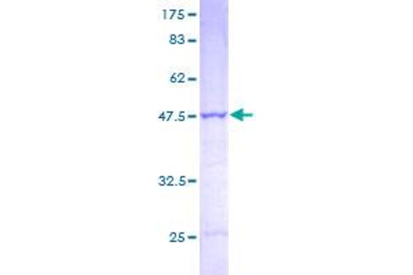 PSMB2 Protein (AA 1-201) (GST tag)