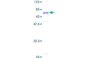 Image no. 1 for Ubiquinol-Cytochrome C Reductase Core Protein I (UQCRC1) (AA 1-480) protein (GST tag) (ABIN1324704) (UQCRC1 Protein (AA 1-480) (GST tag))