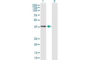 Western Blot analysis of RTCD1 expression in transfected 293T cell line by RTCD1 MaxPab polyclonal antibody. (RTCD1 抗体  (AA 1-366))