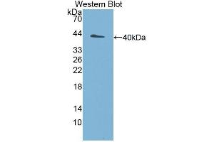 Western Blotting (WB) image for anti-Ubiquitin Protein Ligase E3A (ube3a) (AA 158-407) antibody (ABIN1860894) (ube3a 抗体  (AA 158-407))