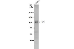 WB Image SP1 antibody detects SP1 protein by western blot analysis. (SP1 抗体  (C-Term))