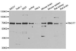 Western blot analysis of extracts of various cell lines, using RNGTT antibody. (RNGTT 抗体)