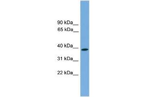 WB Suggested Anti-WNT3 Antibody Titration:  0.