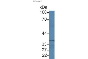 Western Blot; Sample: Human Lung lysate; Primary Ab: 1µg/ml Rabbit Anti-Human NCK1 Antibody Second Ab: 0. (NCK1 抗体  (AA 2-377))