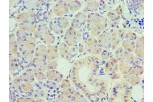 Immunohistochemistry of paraffin-embedded human pancreatic tissue using ABIN7162505 at dilution of 1:100 (PAX6 抗体  (AA 1-300))
