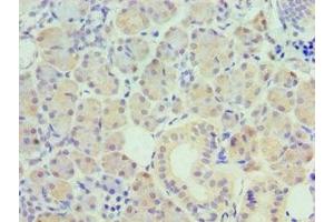 Immunohistochemistry of paraffin-embedded human pancreatic tissue using ABIN7162505 at dilution of 1:100 (PAX6 抗体  (AA 1-300))