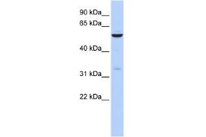 WB Suggested Anti-ZNF266 Antibody Titration:  0. (ZNF266 抗体  (N-Term))