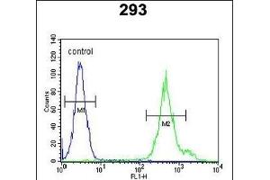 KLC3 Antibody (Center) (ABIN651542 and ABIN2840291) flow cytometric analysis of 293 cells (right histogram) compared to a negative control cell (left histogram). (KLC3 抗体  (AA 245-274))
