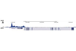 Chromatin Immunoprecipitation (ChIP) image for anti-RNA Polymerase II Subunit RPB1 (POLR2A) (pSer5) antibody (ABIN6655367)