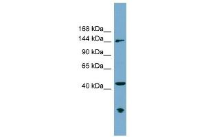 ERCC6L antibody used at 1 ug/ml to detect target protein. (ERCC6L 抗体  (N-Term))