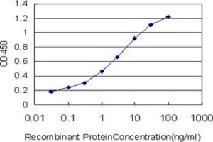 Detection limit for recombinant GST tagged SGK2 is approximately 0. (SGK2 抗体  (AA 293-367))