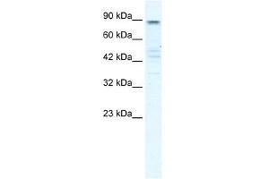 KCNQ2 antibody used at 1 ug/ml to detect target protein. (KCNQ2 抗体  (N-Term))