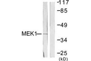 Western blot analysis of extracts from NIH-3T3 cells, treated with PMA 250ng/ml 5', using MEK1 (Ab-286) Antibody. (MEK1 抗体  (AA 252-301))