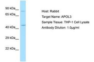 Image no. 1 for anti-Apolipoprotein L, 3 (APOL3) (AA 135-184) antibody (ABIN6750039) (APOL3 抗体  (AA 135-184))