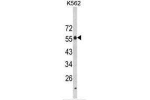 Western blot analysis of LAG3 Antibody (Center) in K562 cell line lysates (35ug/lane). (LAG3 抗体  (Middle Region))
