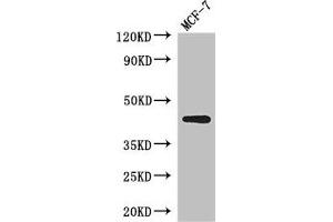Western Blot Positive WB detected in: MCF-7 whole cell lysate All lanes: ADIPOR1 antibody at 2. (Adiponectin Receptor 1 抗体  (AA 1-63))