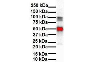Western Blotting (WB) image for anti-Solute Carrier Family 26, Member 3 (SLC26A3) (Middle Region) antibody (ABIN2777377)