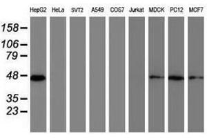 Image no. 2 for anti-Developmental Pluripotency Associated 2 (DPPA2) (AA 1-175) antibody (ABIN1490596) (DPPA2 抗体  (AA 1-175))