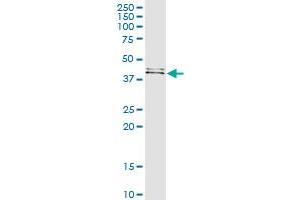 Immunoprecipitation of FUT1 transfected lysate using anti-FUT1 MaxPab rabbit polyclonal antibody and Protein A Magnetic Bead , and immunoblotted with FUT1 MaxPab mouse polyclonal antibody (B01) . (FUT1 抗体  (AA 1-365))