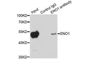 Immunoprecipitation analysis of 200ug extracts of HeLa cells using 1ug ENO1 antibody. (ENO1 抗体  (AA 1-434))