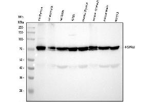 Western blot analysis of HSC70/HSPA8 using anti-HSC70/HSPA8 antibody (ABIN7601962). (Hsc70 抗体  (AA 520-614))