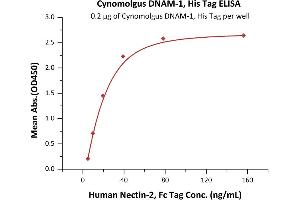 ELISA image for CD226 (CD226) (AA 19-252) (Active) protein (His tag) (ABIN6388274)