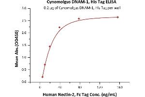 Immobilized Cynomolgus DNAM-1, His Tag (ABIN6386439,ABIN6388274) at 2 μg/mL (100 μL/well) can bind Human Nectin-2, Fc Tag (ABIN4949134,ABIN4949135) with a linear range of 5-40 ng/mL (Routinely tested).