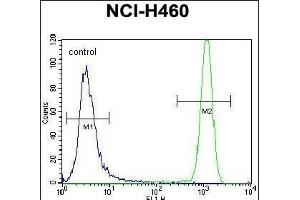 USP6 Antibody (C-term) (ABIN650700 and ABIN2839178) flow cytometric analysis of NCI- cells (right histogram) compared to a negative control cell (left histogram). (USP6 抗体  (C-Term))