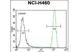 USP6 Antibody (C-term) (ABIN650700 and ABIN2839178) flow cytometric analysis of NCI- cells (right histogram) compared to a negative control cell (left histogram).