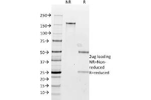 SDS-PAGE Analysis Purified Milk Fat Globule Monoclonal Antibody (SPM291). (MFGE8 抗体)