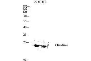 Western Blot (WB) analysis of 293T 3T3 lysis using Claudin-3 antibody. (Claudin 3 抗体  (Ser255))