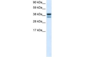 Western Blotting (WB) image for anti-Mitogen-Activated Protein Kinase 14 (MAPK14) antibody (ABIN2463688) (MAPK14 抗体)