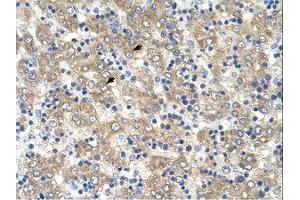Image no. 1 for anti-Tetraspanin 32 (TSPAN32) (AA 101-150) antibody (ABIN321130) (TSPAN32 抗体  (AA 101-150))