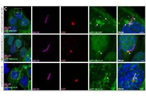 Representative images of immunostaining of ARL13B (cat.