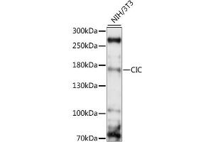 Western blot analysis of extracts of NIH/3T3, using CIC antibody (ABIN6292681) at 1:1000 dilution. (CIC 抗体)