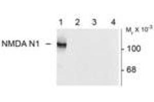 Image no. 1 for anti-Glutamate Receptor, Ionotropic, N-Methyl D-Aspartate 1 (GRIN1) (Variant N1) antibody (ABIN305686) (GRIN1/NMDAR1 抗体  (Variant N1))