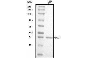 Western blot analysis of DMC1 using anti-DMC1 antibody (ABIN7601468).