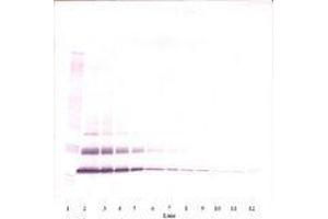 Image no. 1 for anti-Chemokine (C-C Motif) Ligand 7 (CCL7) antibody (ABIN465565) (CCL7 抗体)
