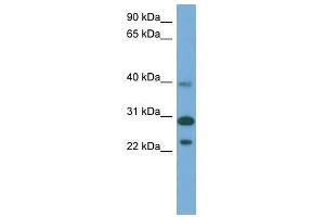 CCDC28A antibody used at 0.