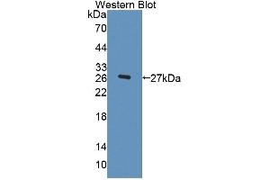 Detection of Recombinant FBLN3, Human using Polyclonal Antibody to Fibulin 3 (FBLN3) (FBLN3 抗体  (AA 26-213))