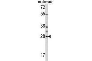 Western blot analysis of GZMB antibody (N-term) in mouse stomach lysates (35 µg/lane). (GZMB 抗体  (N-Term))
