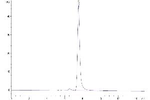 The purity of Human CD2 is greater than 95 % as determined by SEC-HPLC.