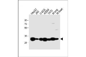 All lanes : Anti-Annexin V Antibody (N-term) at 1:2000 dilution Lane 1: HepG2 whole cell lysate Lane 2: 293 whole cell lysate Lane 3: U-2OS whole cell lysate Lane 4:  whole cell lysate Lane 5: T47D whole cell lysate Lane 6: Mouse lung lysate Lane 7: Mouse heart lysate Lysates/proteins at 20 μg per lane. (Annexin V 抗体  (N-Term))