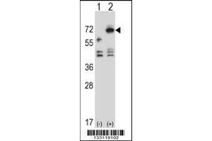 Western blot analysis of ARSF using rabbit polyclonal ARSF Antibody using 293 cell lysates (2 ug/lane) either nontransfected (Lane 1) or transiently transfected (Lane 2) with the ARSF gene. (ARSF 抗体  (AA 236-264))