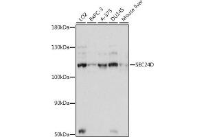 Western blot analysis of extracts of various cell lines, using SEC24D antibody (ABIN7270171) at 1:1000 dilution. (SEC24D 抗体  (AA 830-1000))