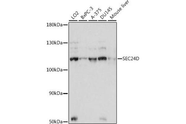SEC24D antibody  (AA 830-1000)