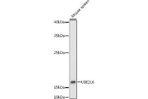 Western blot analysis of extracts of Mouse spleen, using UBE2L6 antibody (ABIN1683197, ABIN3018773, ABIN3018774 and ABIN7101658) at 1:1000 dilution. (UBE2L6 抗体)