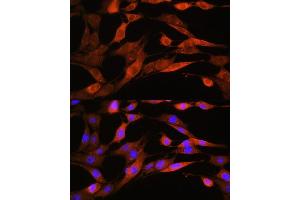 Immunofluorescence analysis of NIH/3T3 cells using  Rabbit pAb  at dilution of 1:100. (ASS1 抗体  (AA 1-412))