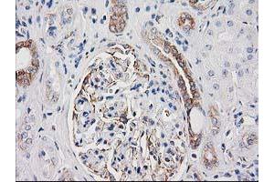 Immunohistochemical staining of paraffin-embedded Human Kidney tissue using anti-CDCP1 mouse monoclonal antibody. (CDCP1 抗体)