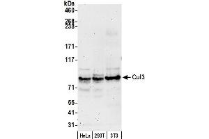 Western Blotting (WB) image for anti-Cullin 3 (CUL3) (AA 718-768) antibody (ABIN7449217)